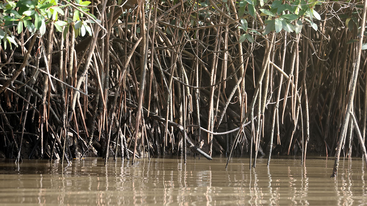 Mangroves